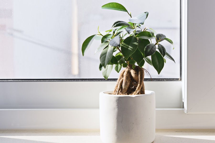 Photo of a healthy, green plant in a bright, white room.