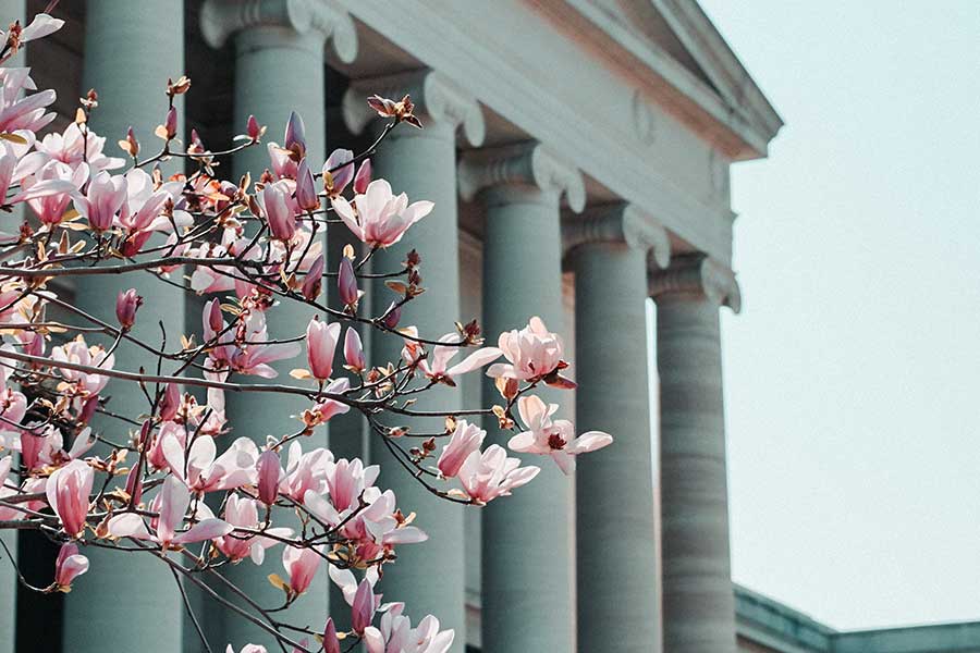 Washington DC capital building with cherry blossoms in foreground.