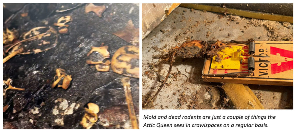 Two photos of a dirty crawlspace. One photo shows mold and the other shows a mouse trap with a decaying mouse. A caption on the photo reads, "Mold and dead rodents are just a couple of things the Attic Queen sees in crawlspaces on a regular basis."